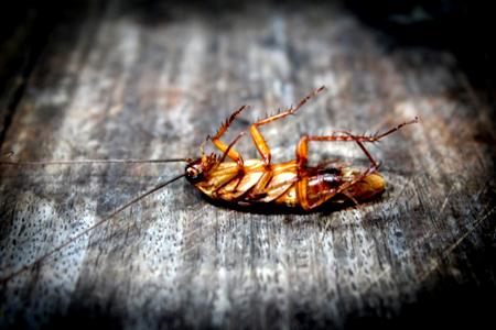 PEST CONTROL– Kings Baby Centre